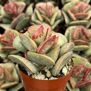May include: A close-up of a succulent plant with green and red leaves. The plant is in a small brown pot.