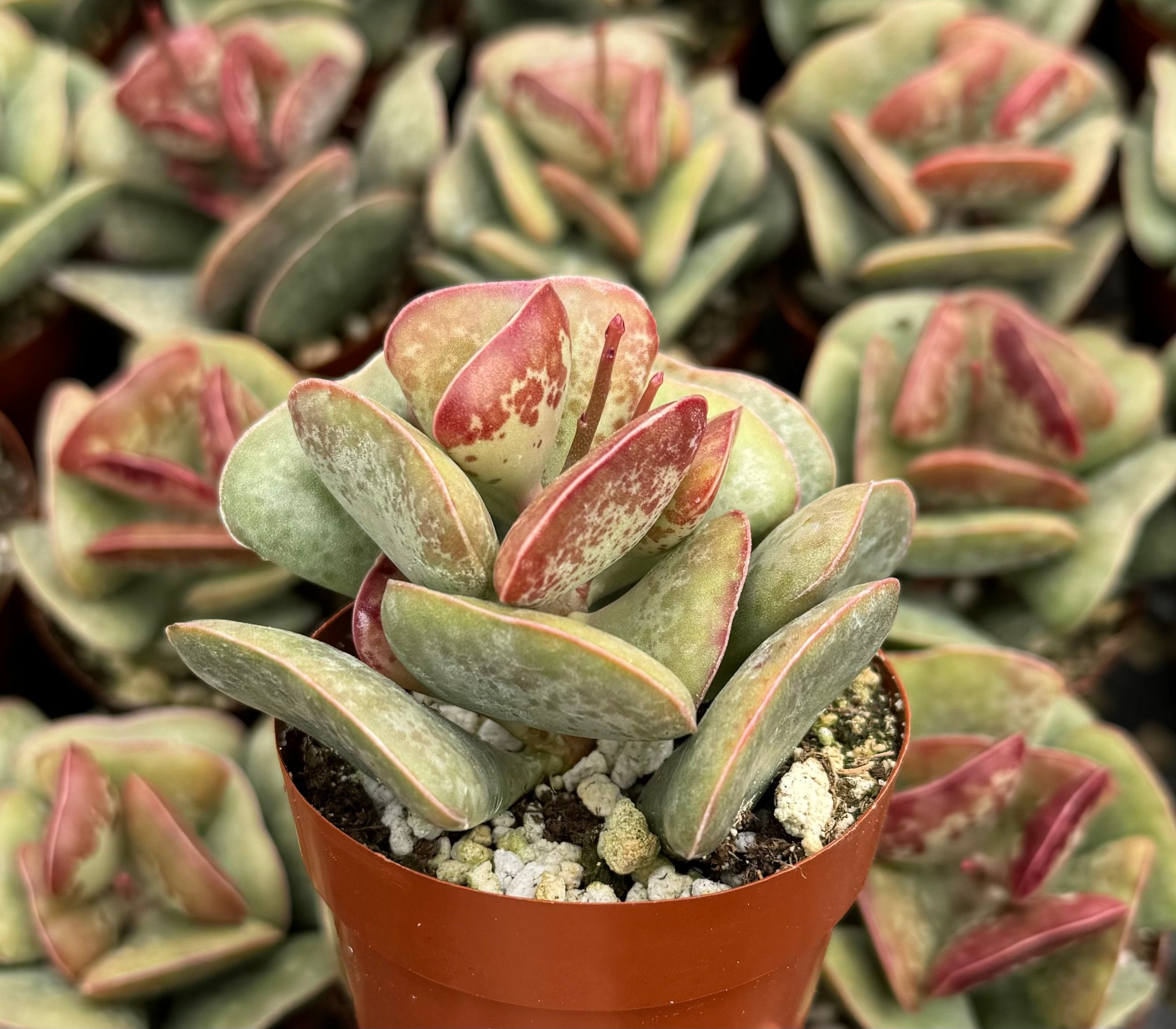 Calico Hearts 3" pot | Adromischus Triflorus | Live Succulent