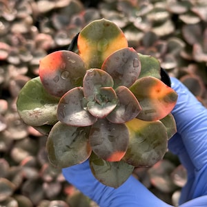 Echeveria Chroma | Colorful Succulent | Live Plant