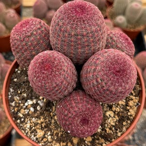 Rainbow Cactus | Hedgehog Cactus | Cactus Cluster in 4&quot; 6&quot; pot