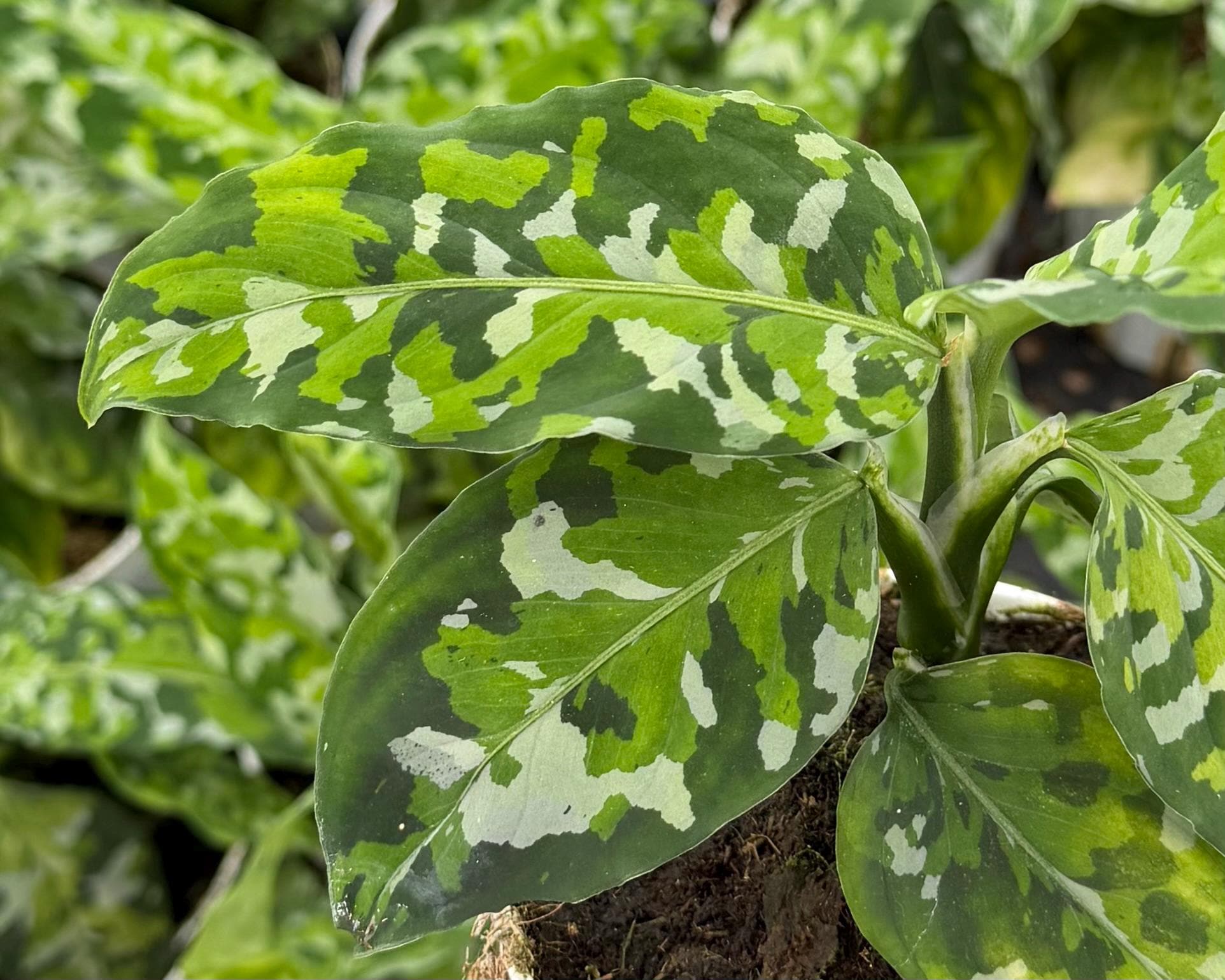 Camouflage Plants - Etsy