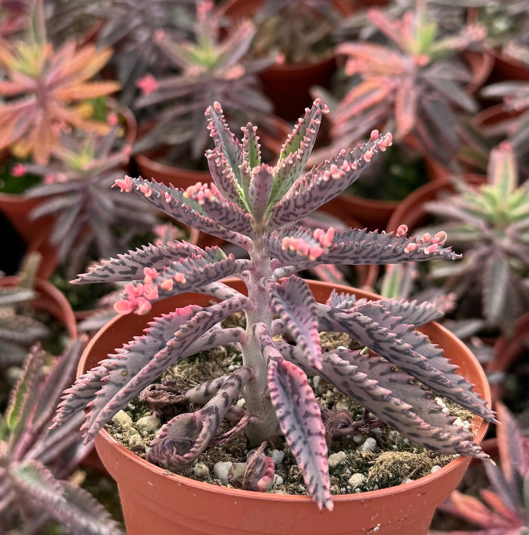 Kalanchoe Pink Butterfly Mother of Thousands Pink Succulent Live Plant
