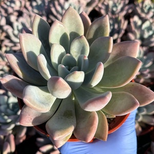 May include: A close-up of a succulent plant with fleshy, light green leaves with a pinkish hue. The leaves are arranged in a rosette pattern, creating a symmetrical and visually appealing shape.
