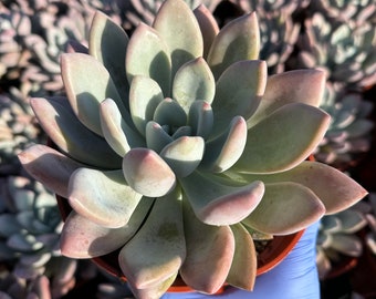 Echeveria Opalina | Pink Succulent | Live Houseplant