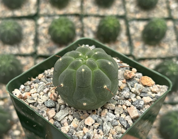 Matucana Madisoniorum Albiflora | Rare Cactus | Live Plant in 4" Pot - Etsy