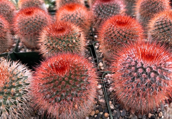 Sukkulente Im 14er Topf Mammillaria Spinosissima 15cm Groe Kakteengruppe  Im 14er Topf - Sukkulente Zimmerpflanze