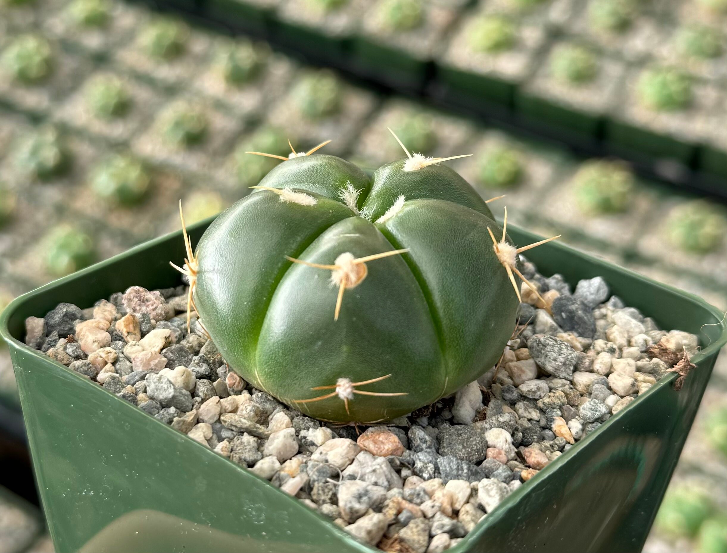 Green Tomato Cactus | Gymnocalycium Horstii | Cute Plant in 4
