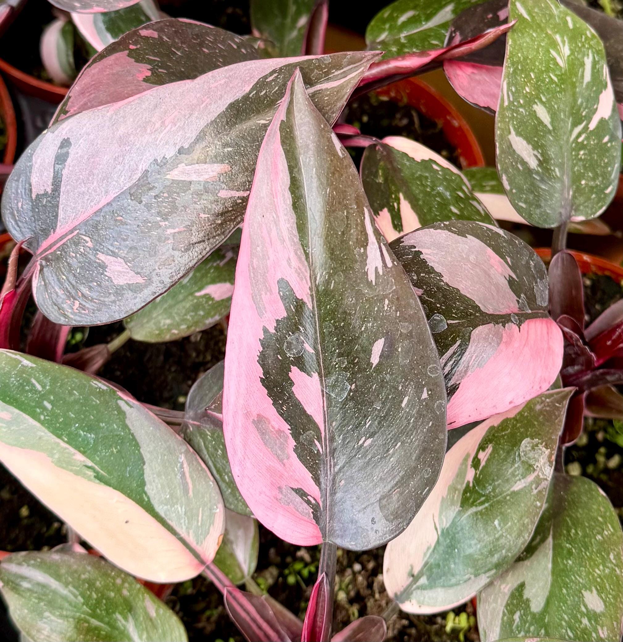 Pink Princess Philodendron - Live Plant in a 4 Inch Pot - Philodendron Erubescens Pink Princess - Extremely Rare Indoor Houseplant Wekiva Foliage LLC