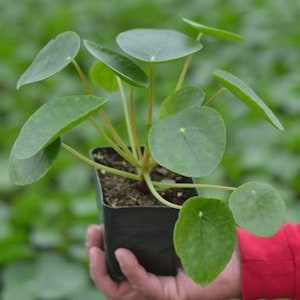 May include: A small potted plant with round, green leaves. The plant is in a black plastic pot and is being held by a hand.