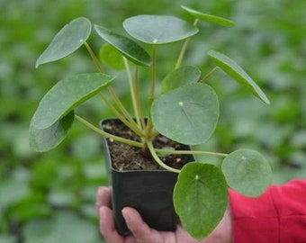 Chinese Money Plant | Pilea Peperomioides | Live Houseplant in 4&quot; pot