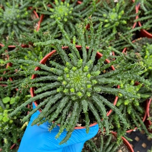 Medusa's Head Plant | Euphorbia Flanaganii | Live Plant in 4", 6" pot