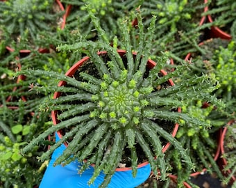 Medusa's Head Plant | Euphorbia Flanaganii | Live Plant in 4", 6" pot