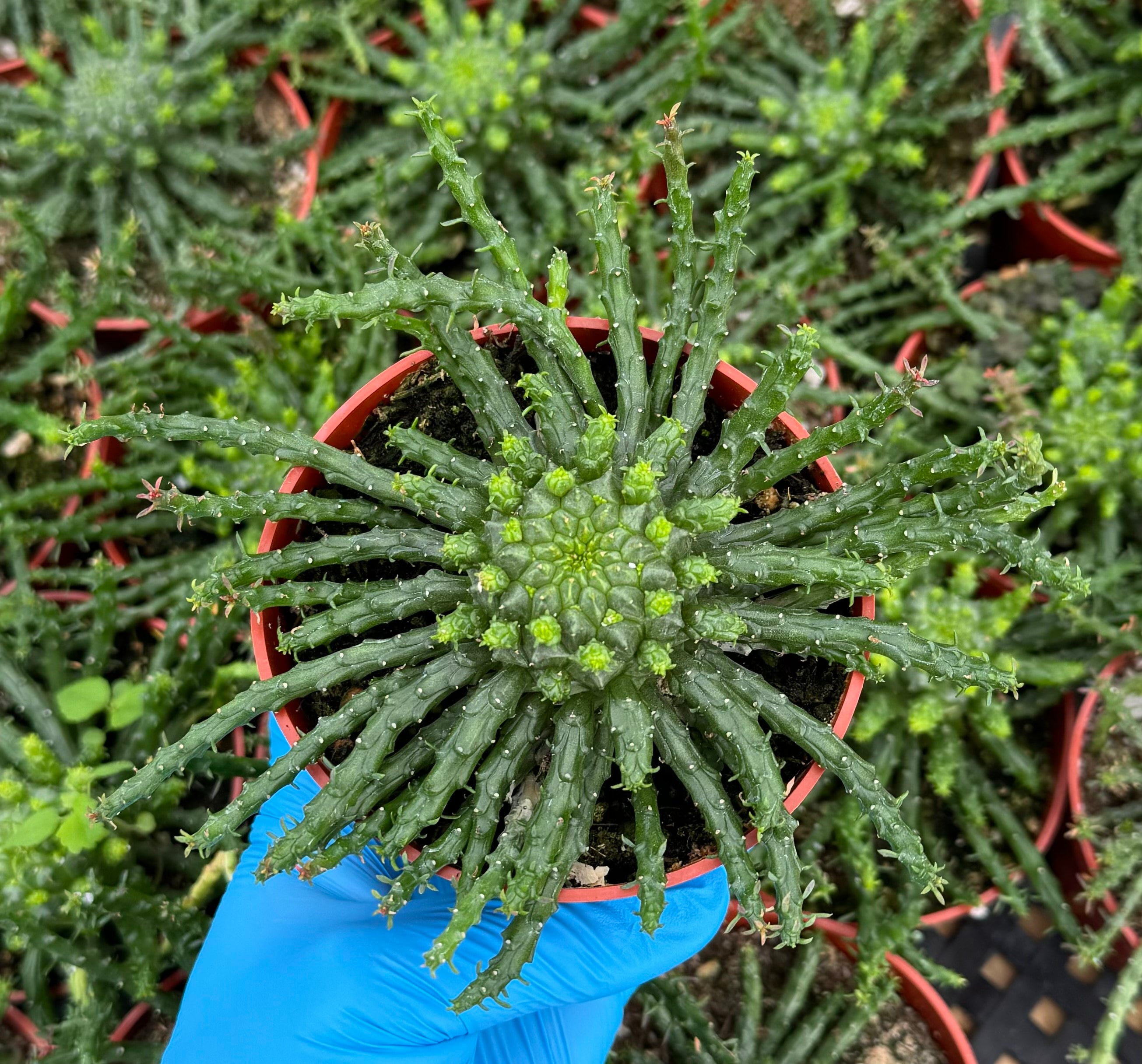 Euphorbia flanaganii Medusa Head 6 - Sprout Home