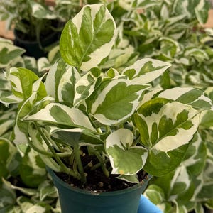 May include: A potted houseplant with vibrant green and white variegated leaves. The plant is in a small green pot, and the leaves have a striking pattern. The image is a close-up, showcasing the plant's details.