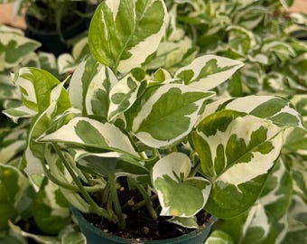 N'Joy Pothos | Epipremnum Aureum | Variegated Houseplant in 4" pot