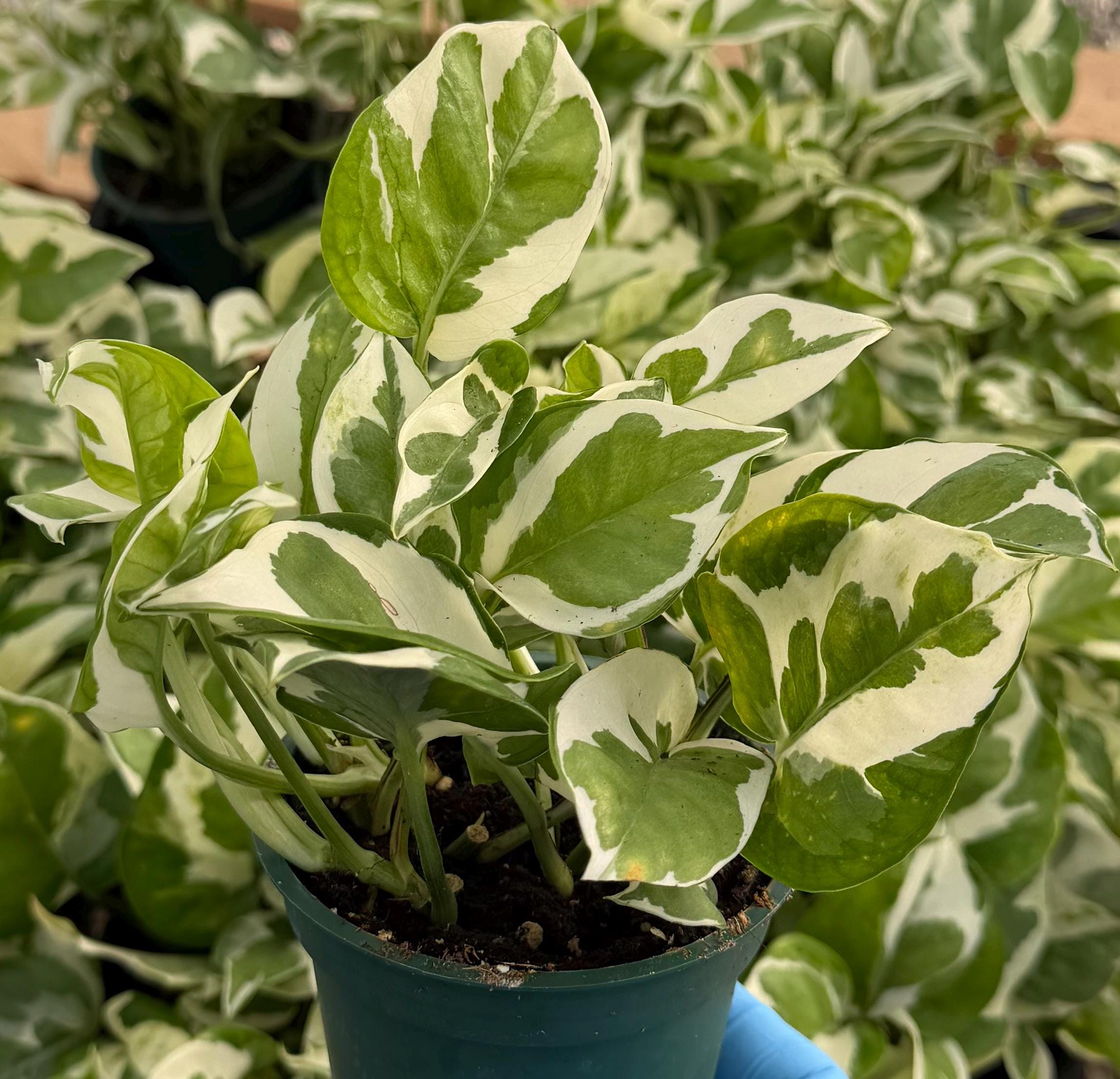 live pothos plant Epipremnum Aureum 'Marble Queen' Pothos | Easy Live Potted Trailing  Houseplant