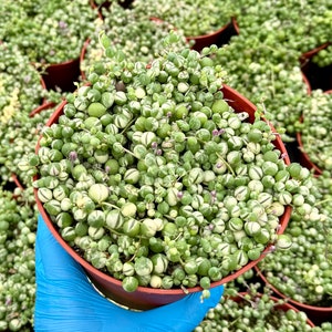 Variegated String of Pearls | Senecio Rowleyanus |  Trailing Succulent in 2", 4", 6" pot