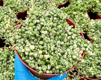 Variegated String of Pearls | Senecio Rowleyanus |  Trailing Succulent in 2", 4", 6" pot