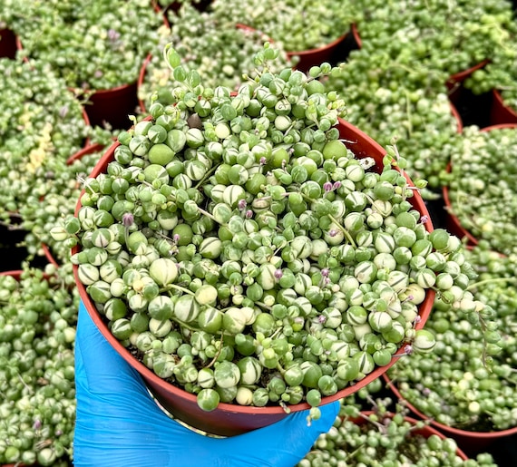 Variegated String of Pearls | Senecio Rowleyanus |  Trailing Succulent in 2", 4", 6" pot