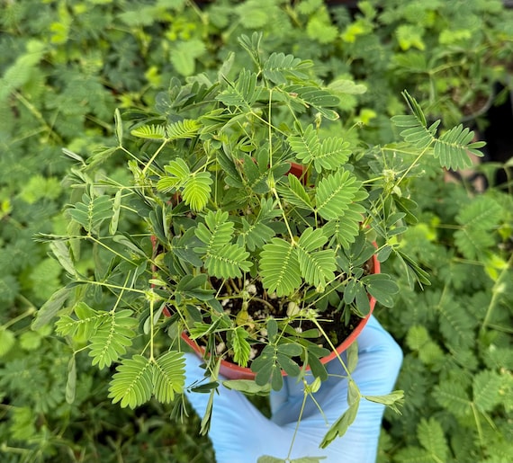 Sensitive Plant | Mimosa Pudica | Rare Plant | Tropical Plant | Live Plant in 4", 6" pot