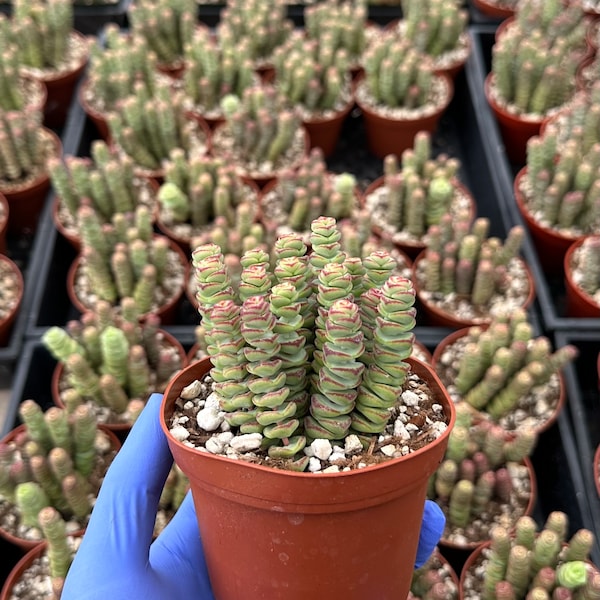 Crassula Baby Necklace | Baby Necklace Succulent