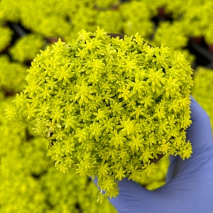 Tokyo Sun Stonecrop | Japanese Stonecrop | Sedum Japonicum | Yellow Succulent
