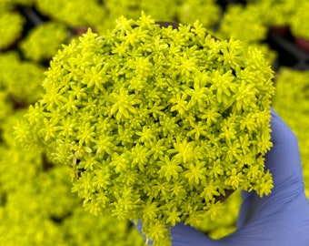 Tokyo Sun Stonecrop | Japanese Stonecrop | Sedum Japonicum | Yellow Succulent