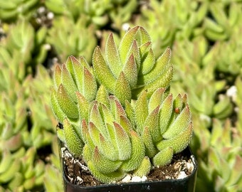 Crassula Tenelli | Crassula Mesembryanthemoides | Live Succulent in 2" pot