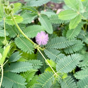 Sensitive Plant | Mimosa Pudica | Rare Plant | Tropical Plant | Live Plant in 4", 6" pot image 6