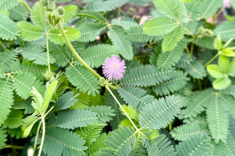 Sensitive Plant | Mimosa Pudica | Rare Plant | Tropical Plant | Live Plant in 4", 6" pot image 6