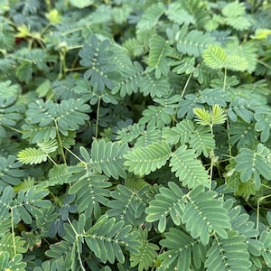 Sensitive Plant | Mimosa Pudica | Rare Plant | Tropical Plant | Live Plant in 4", 6" pot image 4