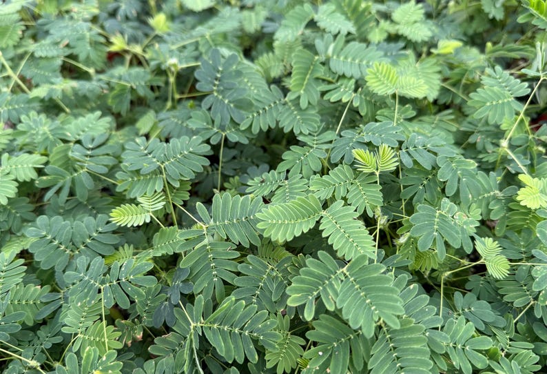 Sensitive Plant | Mimosa Pudica | Rare Plant | Tropical Plant | Live Plant in 4", 6" pot image 4