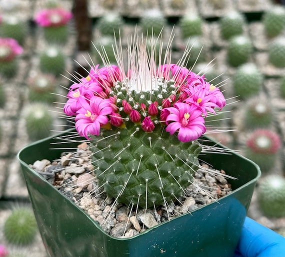 Un Pico | Mammillaria Spinosissima | Blooming Cactus in 4" Pot - Etsy Israel