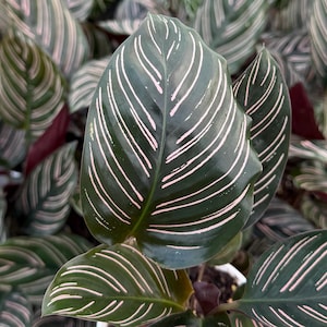 May include: Close-up of Calathea Ornata plant leaves. The leaves are a deep green with prominent, parallel pink stripes. The plant has multiple leaves, with some in focus and others blurred in the background, creating a natural, textured appearance.