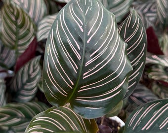 Pinstripe Calathea | Calathea Ornata | Tropical Plant | Live Houseplant in 4" pot