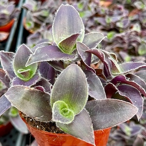 Tradescantia Pallida &quot;Pale Puma&quot; | Purple Plant | Fuzzy Plant in 4&quot; pot
