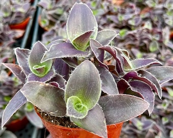 Tradescantia Pallida "Pale Puma" | Purple Plant | Fuzzy Plant in 4" pot