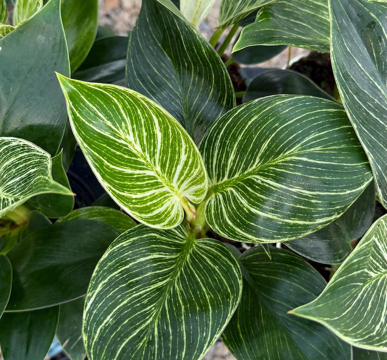 BloomingVale Philodendron - Thumbnail 2