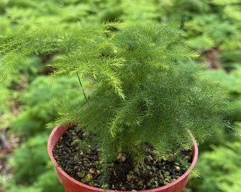 Asparagus Fern | Rare Houseplant in 4" pot