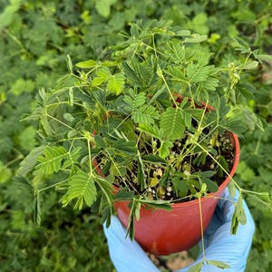 Sensitive Plant | Mimosa Pudica | Rare Plant | Tropical Plant | Live Plant in 4", 6" pot image 2