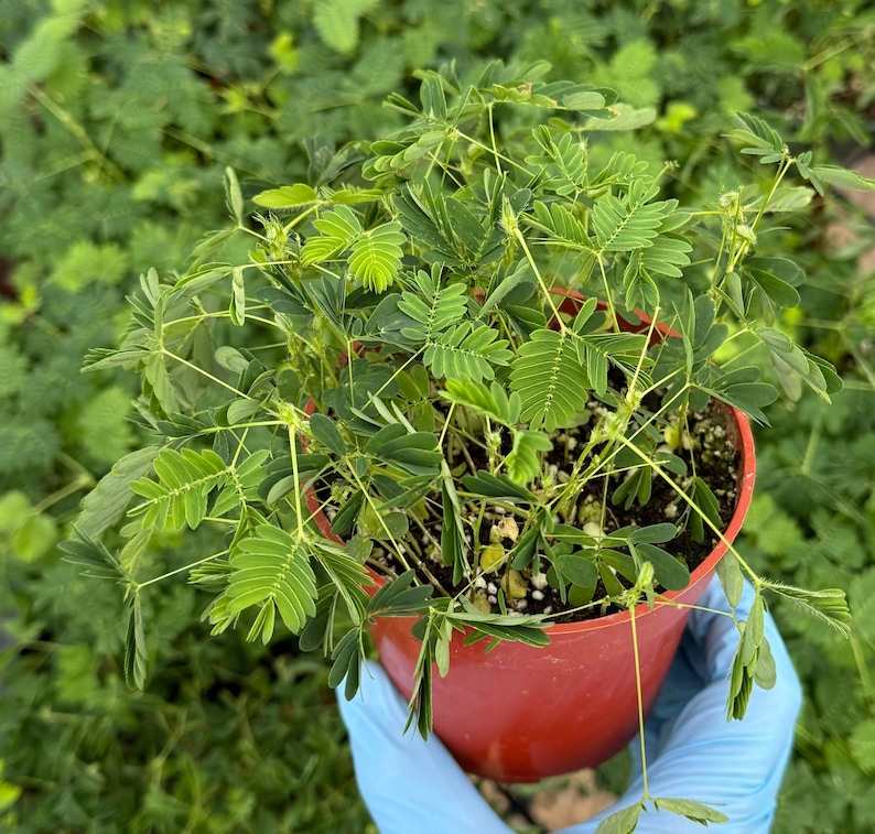 Sensitive Plant | Mimosa Pudica | Rare Plant | Tropical Plant | Live Plant in 4", 6" pot image 2