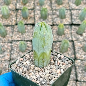 Blue Candle Cactus | Blue Myrtle Cactus | Myrtillocactus geometrizans | Live Plant in 4&quot; pot