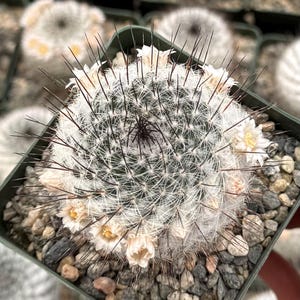 May include: A small, round cactus with white spines and white flowers in bloom. The cactus is potted in a green square pot with small grey rocks.