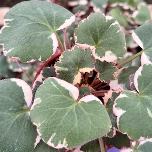 May include: Close-up of a plant with green, heart-shaped leaves edged in white and pink. The leaves have a slightly ruffled appearance and are clustered together. The stems are a reddish-pink color, and the plant appears healthy and vibrant.