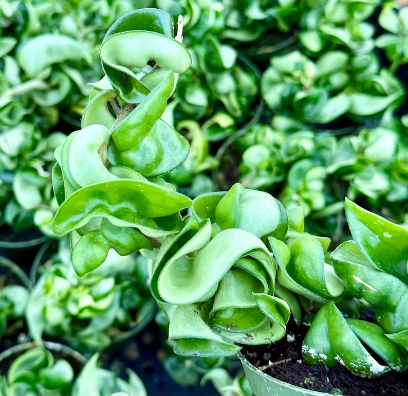 Hoya Hindu Rope - Thumbnail 2