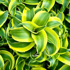 May include: Close-up of a vibrant plant with broad, spiraling leaves. The leaves display a striking pattern of green and yellow, creating a visually appealing contrast. The plant's lush foliage suggests a healthy, thriving specimen, perfect for adding a touch of nature to any space.