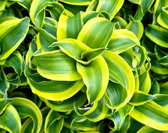 Dracaena Tornado in 4" pot | Dracaena Lemon Surprise | Curly Houseplant | Easy Care Plant