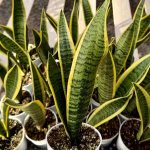 May include: A group of potted snake plants with green and yellow striped leaves. The plants are in white pots and are arranged in a row.
