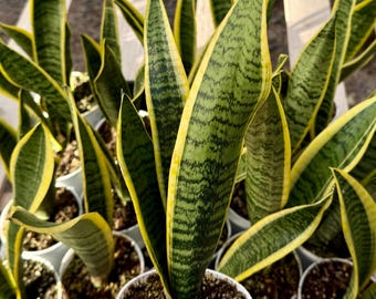 Sansevieria Sinus-simiorum CG09 (p) | Rare Plants - Etsy