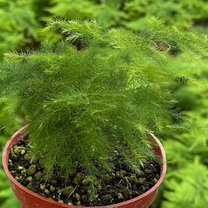 K&ouml;nnte beinhalten: Eine lebendige gr&uuml;ne Spargel-Farnpflanze in einem kleinen, runden Topf in Terrakotta-Farbe. Der Farn hat zarte, nadelf&ouml;rmige Bl&auml;tter und steht vor einem verschwommenen Hintergrund &auml;hnlicher Pflanzen. Der Topf ist mit Erde und kleinen Kieselsteinen gef&uuml;llt.